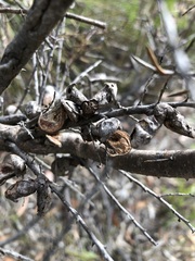 Hakea rugosa