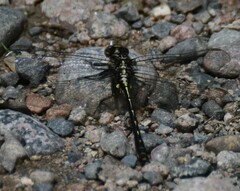 Phanogomphus