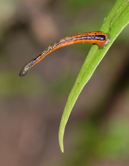 Haemadipsa picta