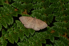 Chrysolarentia