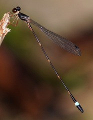 Protosticta joepani