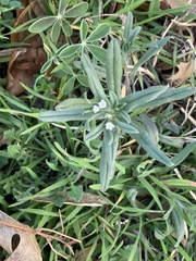 Buglossoides arvensis