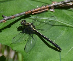 Phanogomphus borealis