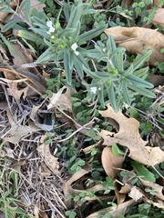 Buglossoides arvensis