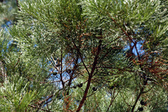 Callitris columellaris