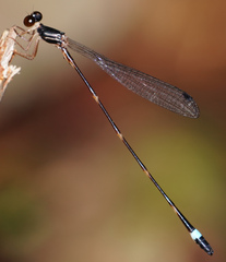 Protosticta joepani
