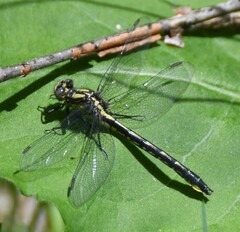 Phanogomphus borealis