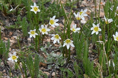 Gagea serotina