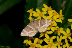 Chrysolarentia oxygona