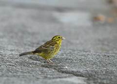 Emberiza citrinella