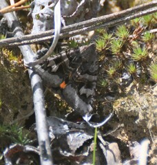 Drasteria adumbrata