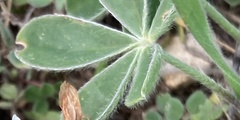 Lupinus texensis