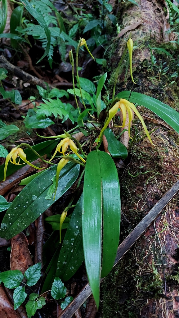 Maxillaria saxicola