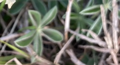 Lupinus texensis