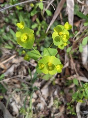 Euphorbia roemeriana