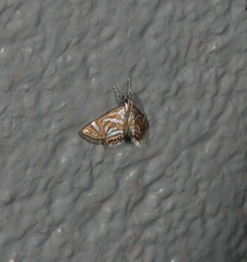 Anydraula pericompsa