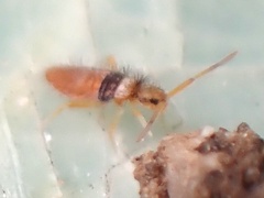 Entomobrya atrocincta