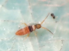 Entomobrya atrocincta