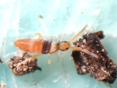 Entomobrya atrocincta