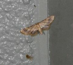 Idaea trypheropa