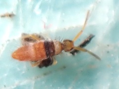 Entomobrya atrocincta