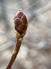Rhododendron periclymenoides