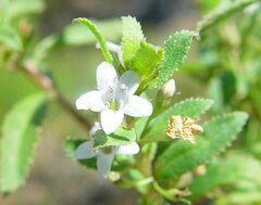 Myoporum caprarioides