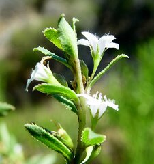 Myoporum caprarioides