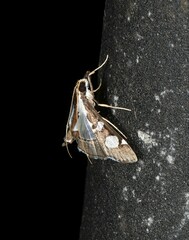 Glyphodes bicolor