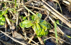 Veronica anagallis-aquatica