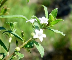 Myoporum caprarioides