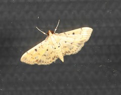 Herpetogramma hipponalis