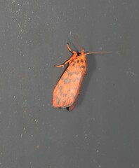 Miltochrista quadrilineata