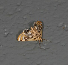 Margarosticha repetitalis