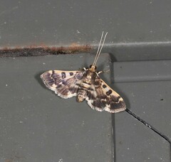Nacoleia glageropa