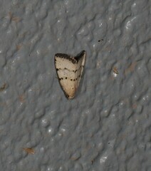 Narangodes