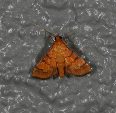 Orphanostigma abruptalis