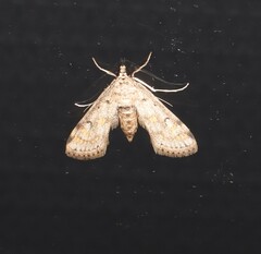 Parapoynx crisonalis