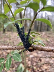 Aphis sambuci