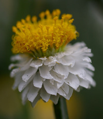Ammobium alatum