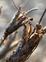 Rhododendron periclymenoides
