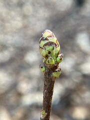 Rhododendron periclymenoides