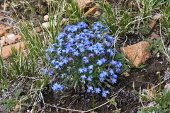 Eritrichium argenteum