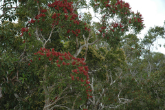 Melaleuca polandii