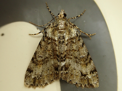 Pseudocoremia suavis