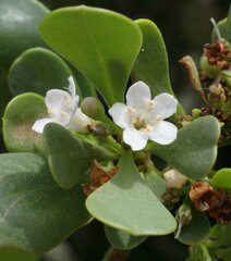 Myoporum insulare