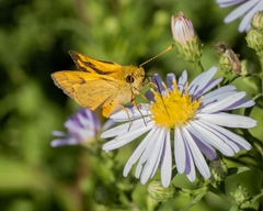 Ocybadistes walkeri sothis