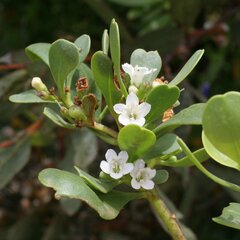 Myoporum insulare