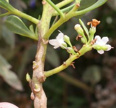 Myoporum insulare