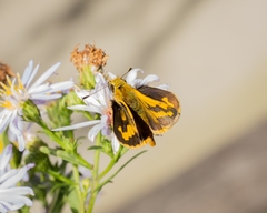 Ocybadistes walkeri sothis